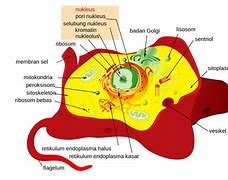 Gambar Sel Hewan Dan Namanya